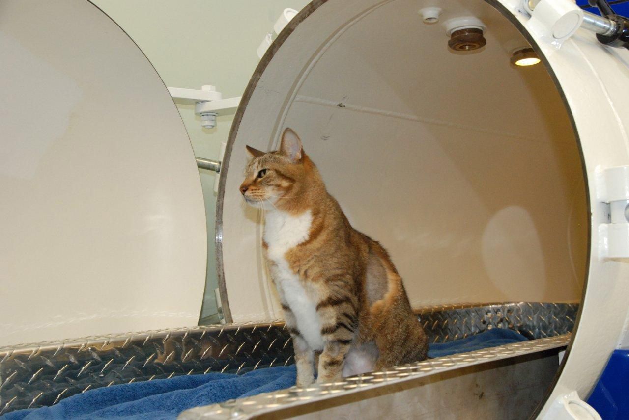 Hyperbaric Oxygen Therapy Cats